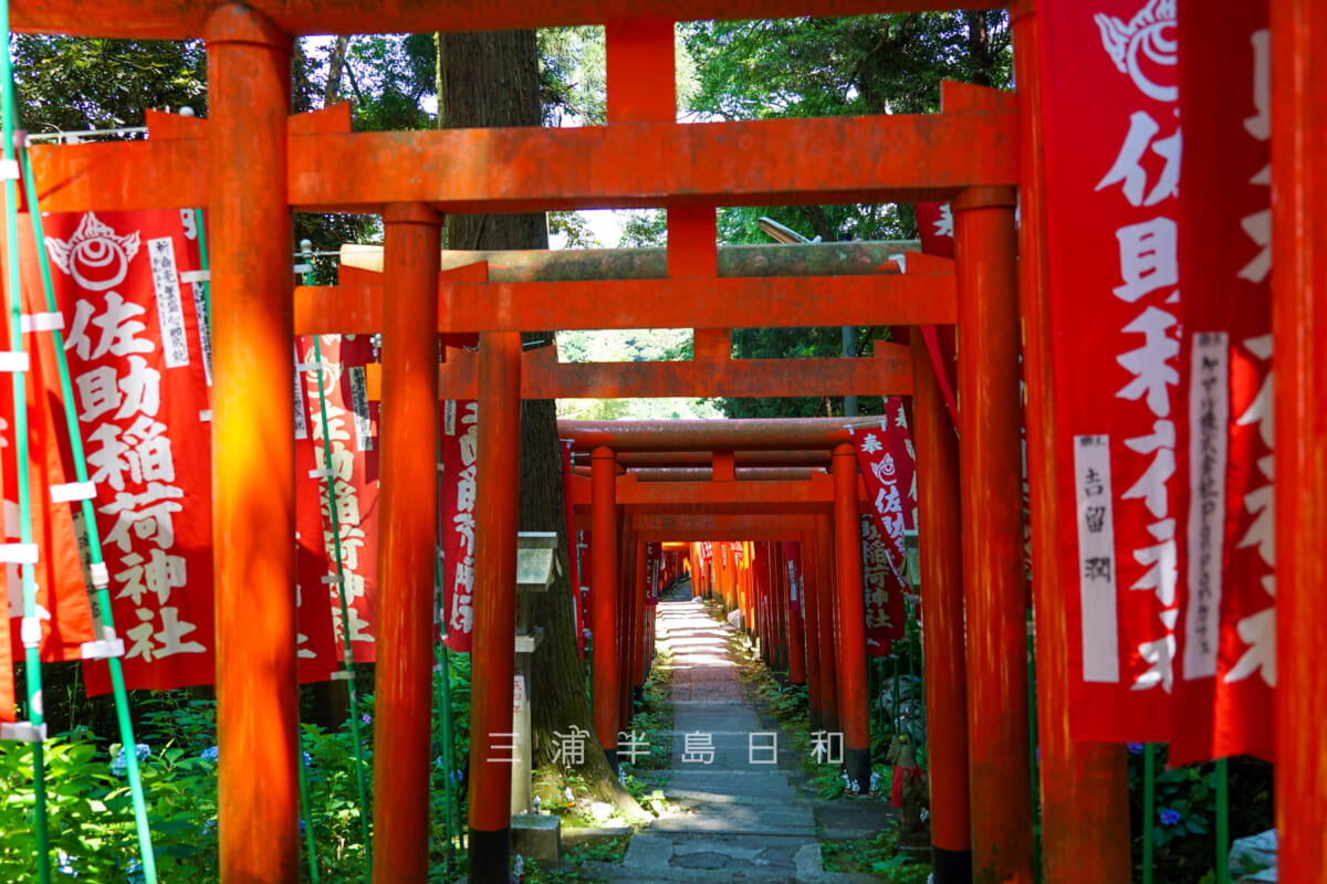 佐助稲荷神社・参道沿いに並ぶ無数の朱色の鳥居（撮影日：2024.06.14）