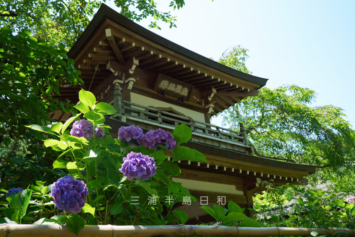 浄智寺・鐘楼門とあじさい(撮影日:2024.06.14)