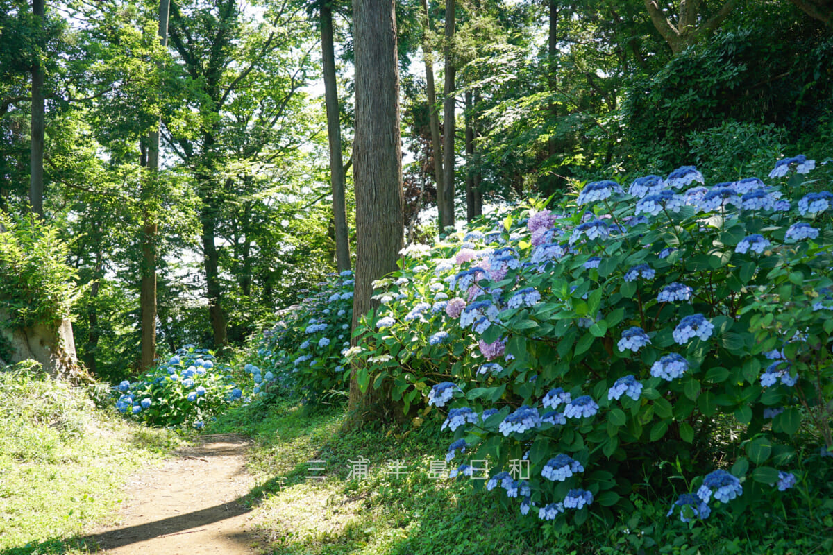 六国見山森林公園・夫婦桜の前あたりで咲くあじさい（撮影日：2024.06.14）