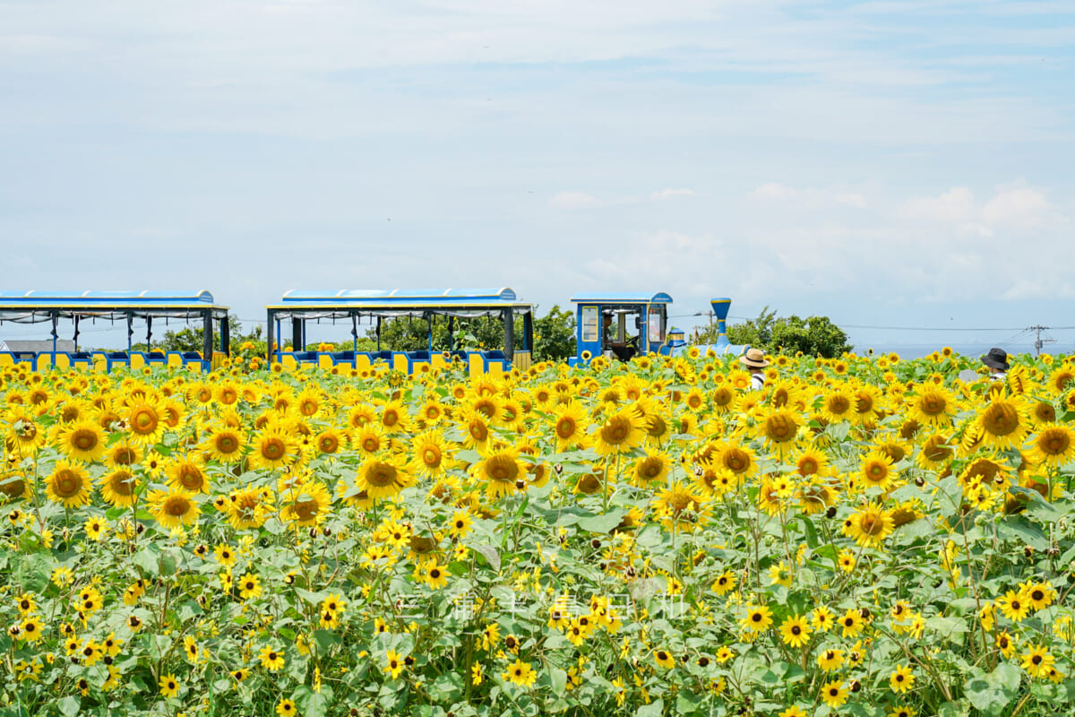 長井海の手公園ソレイユの丘・フラワーガーデンのヒマワリとソレイユトレイン（撮影日：2024.08.22）