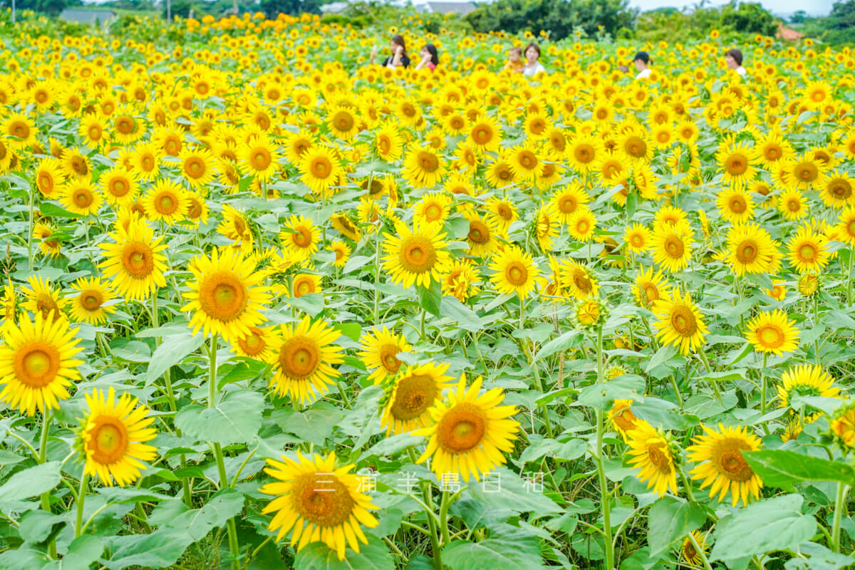 長井海の手公園ソレイユの丘・フラワーガーデンのヒマワリ（撮影日：2024.08.22）