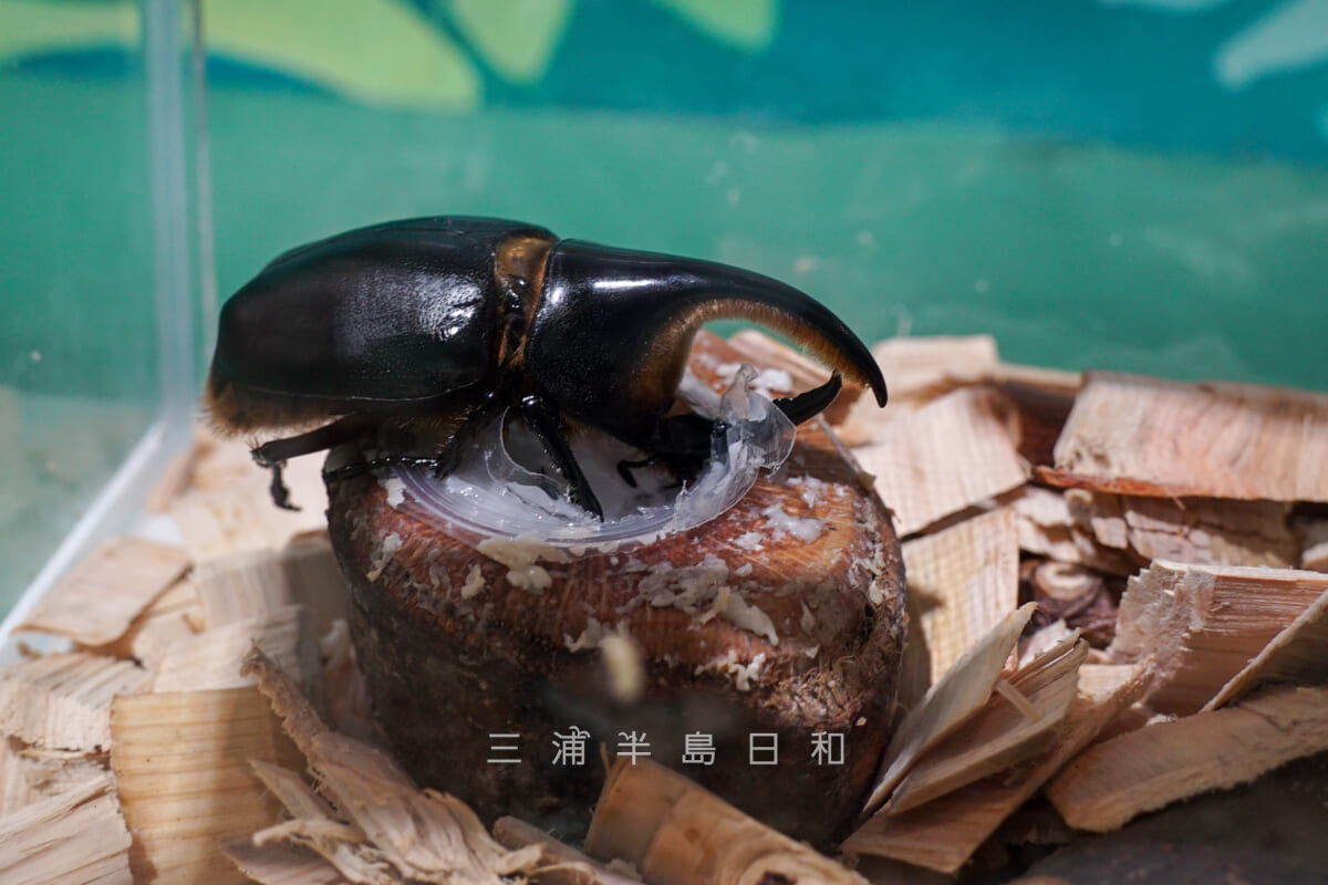 長井海の手公園ソレイユの丘・いきものさわっちゃ王国-カブトムシ（撮影日：2024.08.22）