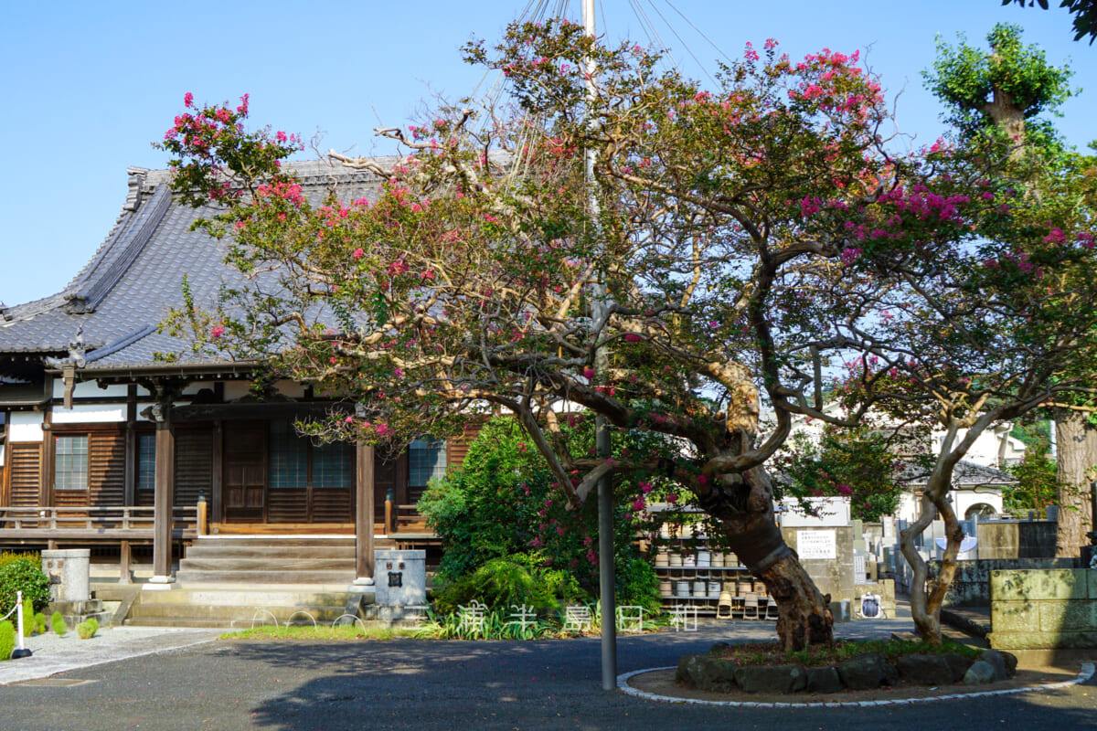 本興寺・本堂前の百日紅（サルスベリ）（撮影日：2024.08.09）