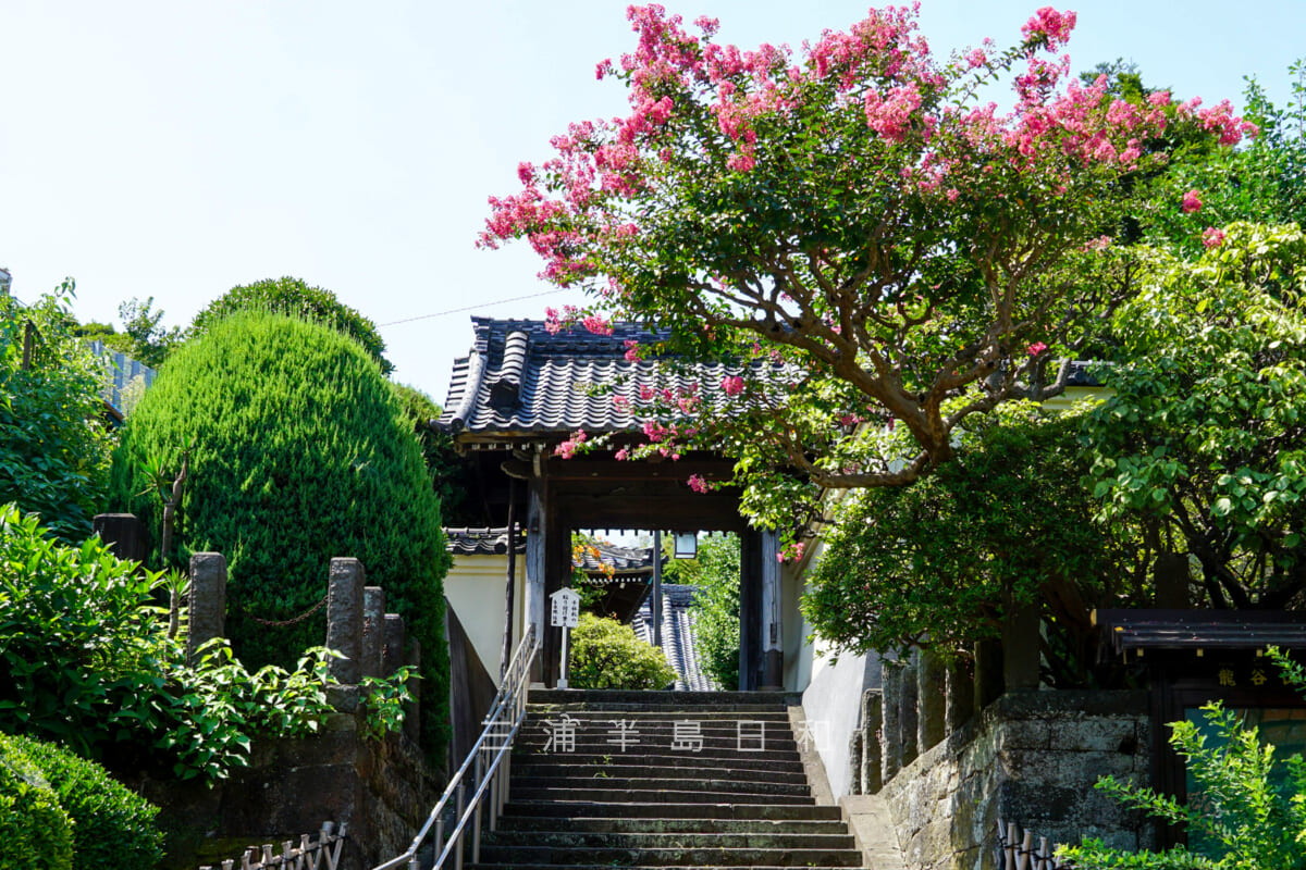 良長院・山門前のサルスベリ（百日紅）（撮影日：2024.08.09）