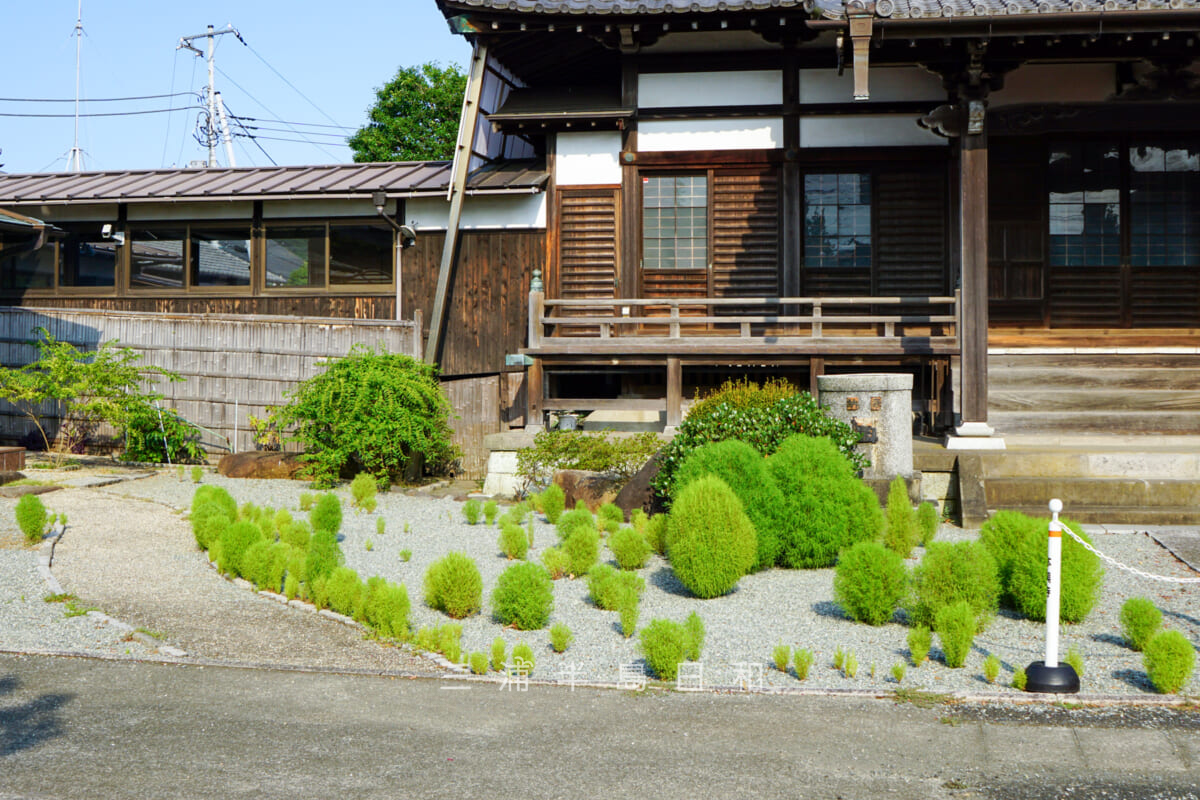 本興寺・コキアの青葉（撮影日：2024.08.09）