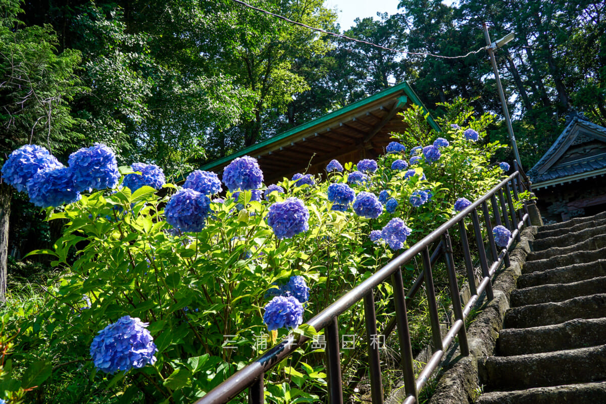 大船熊野神社・参道沿いのあじさい（撮影日：2024.06.14）