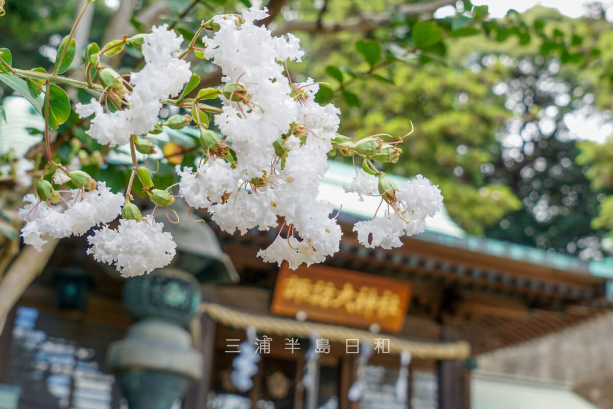 諏訪大神社・社殿前の白いサルスベリ（百日紅）（撮影日：2024.09.20）