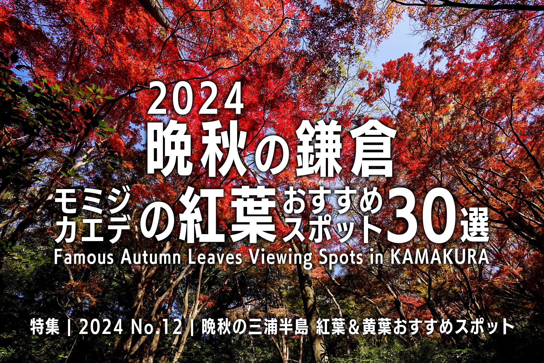 【2024 No.12】特集 | 晩秋の鎌倉・モミジ＆カエデの紅葉