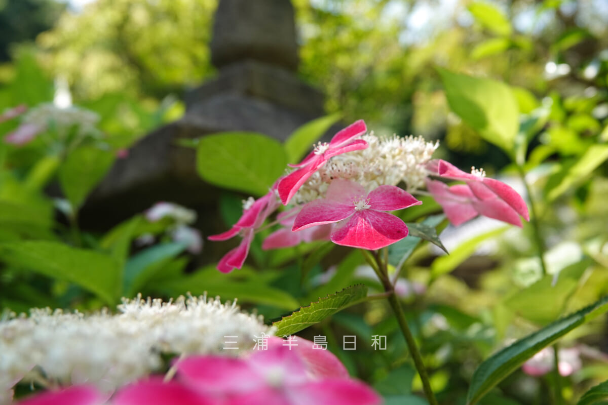 長寿寺・紫陽花と灯籠（撮影日：2022.06.10）