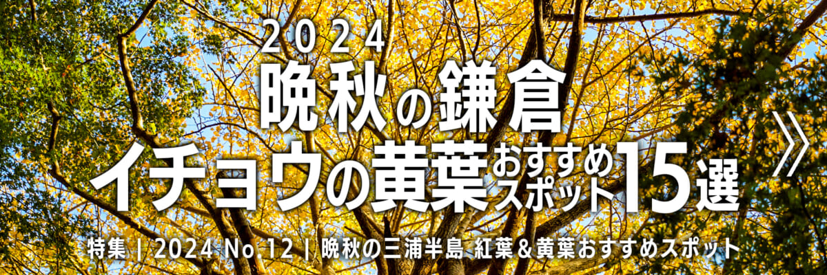 【2024 No.12】特集 | 晩秋の鎌倉・イチョウの黄葉