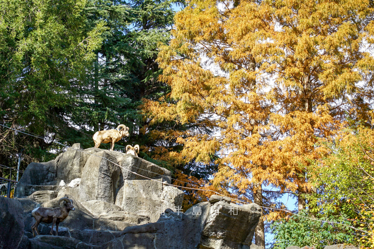 金沢動物園・アメリカ区-オオツノヒツジと紅葉黄葉（撮影日：2024.11.29）