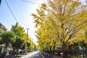 久里浜文教地区のイチョウ並木（横須賀総合高校・久里浜小・明浜小）