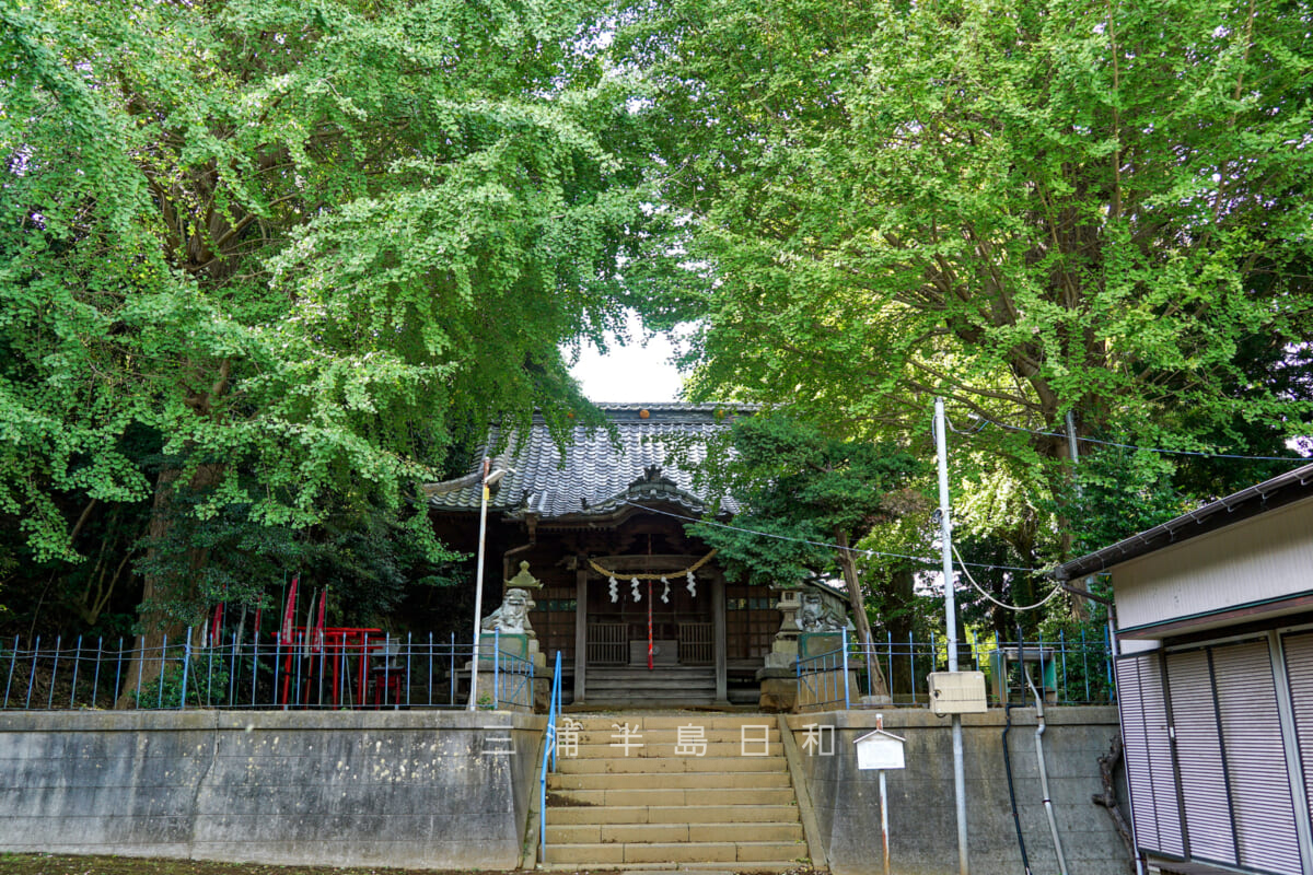 御嶽神社（不入斗）・イチョウに覆われた社殿（撮影日：2024.10.31）