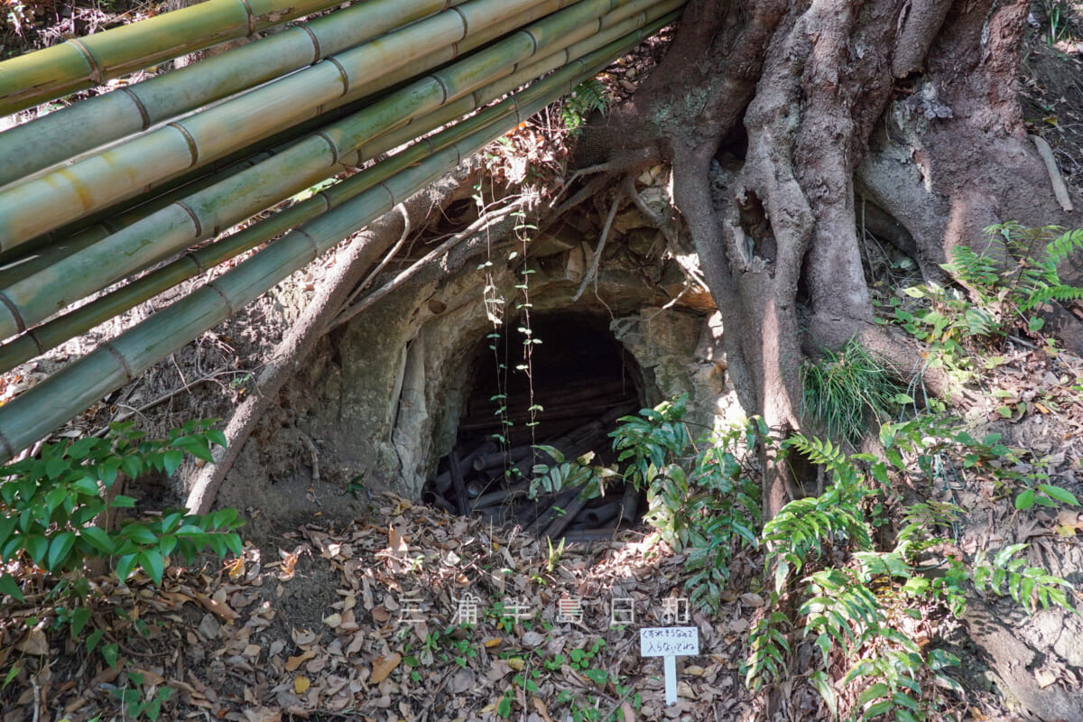 桐ヶ谷歴史庭園・沼間桐ヶ谷氏横穴群-3（撮影日：2024.11.22）