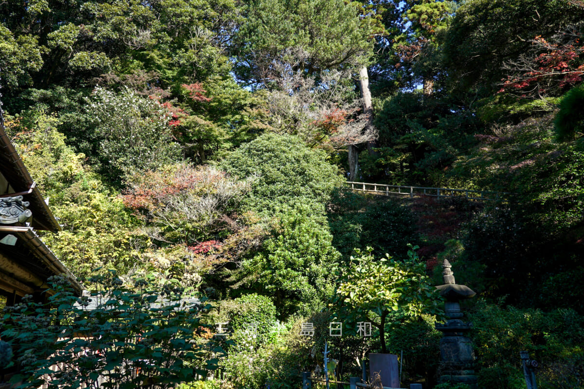 神武寺・客殿周辺の紅葉を客殿側から見上げる（撮影日：2024.11.22）