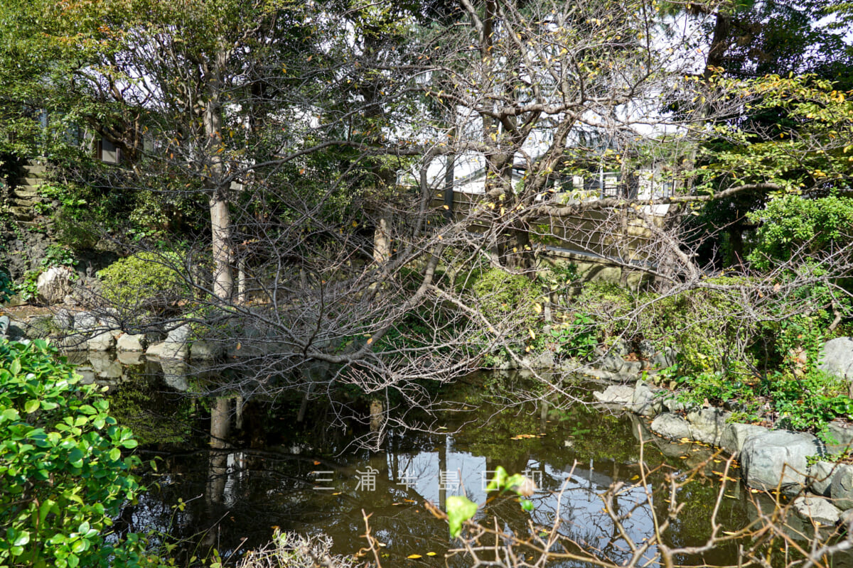 西来寺・亀の池（撮影日：2024.10.31）