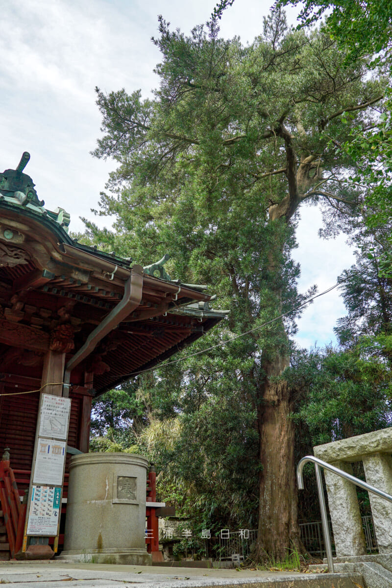 走湯神社・イヌマキの大木（撮影日：2024.11.08）