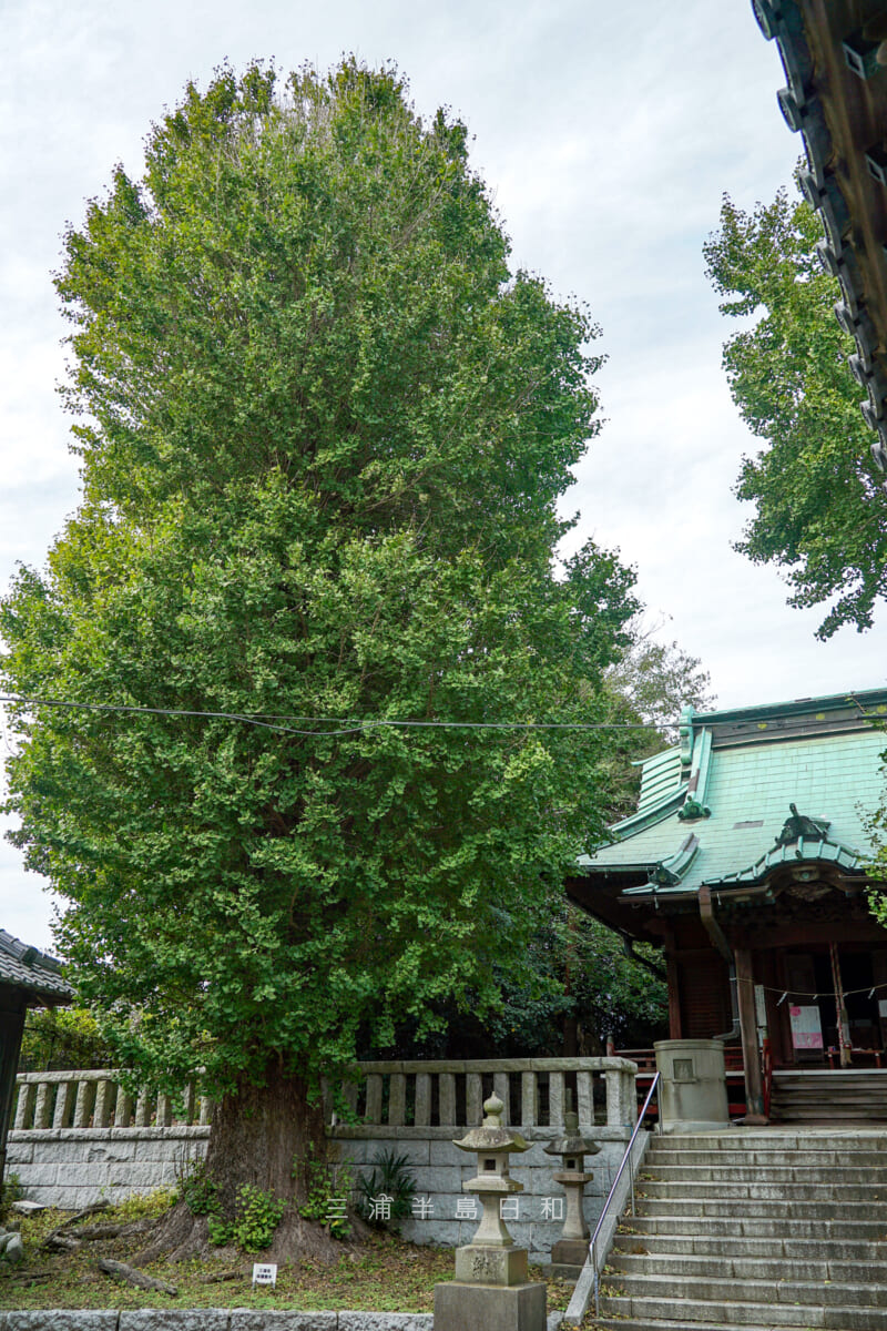 走湯神社・イチョウの大木（撮影日：2024.11.08）