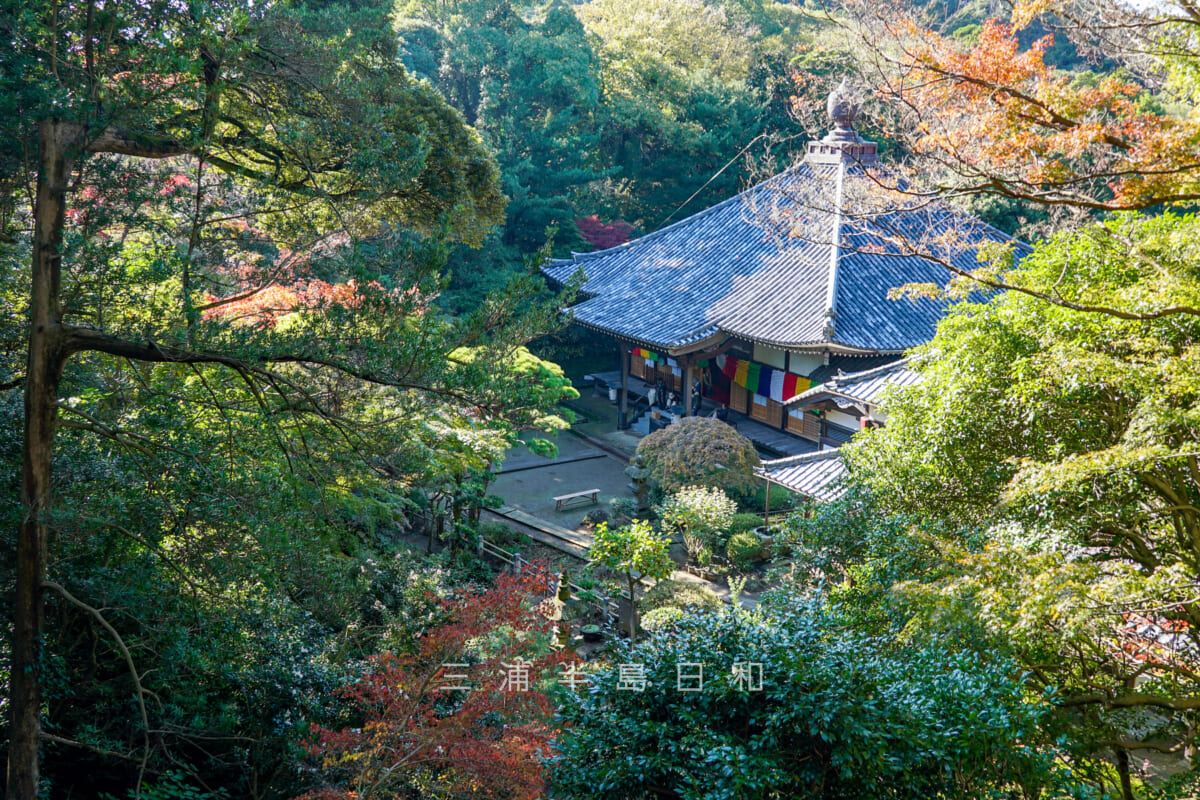 神武寺・客殿周辺の紅葉を薬師堂側から見下ろす（撮影日：2024.11.22）