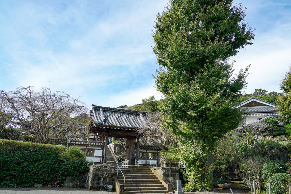 西来寺・山門とイチョウ（撮影日：2024.10.31）