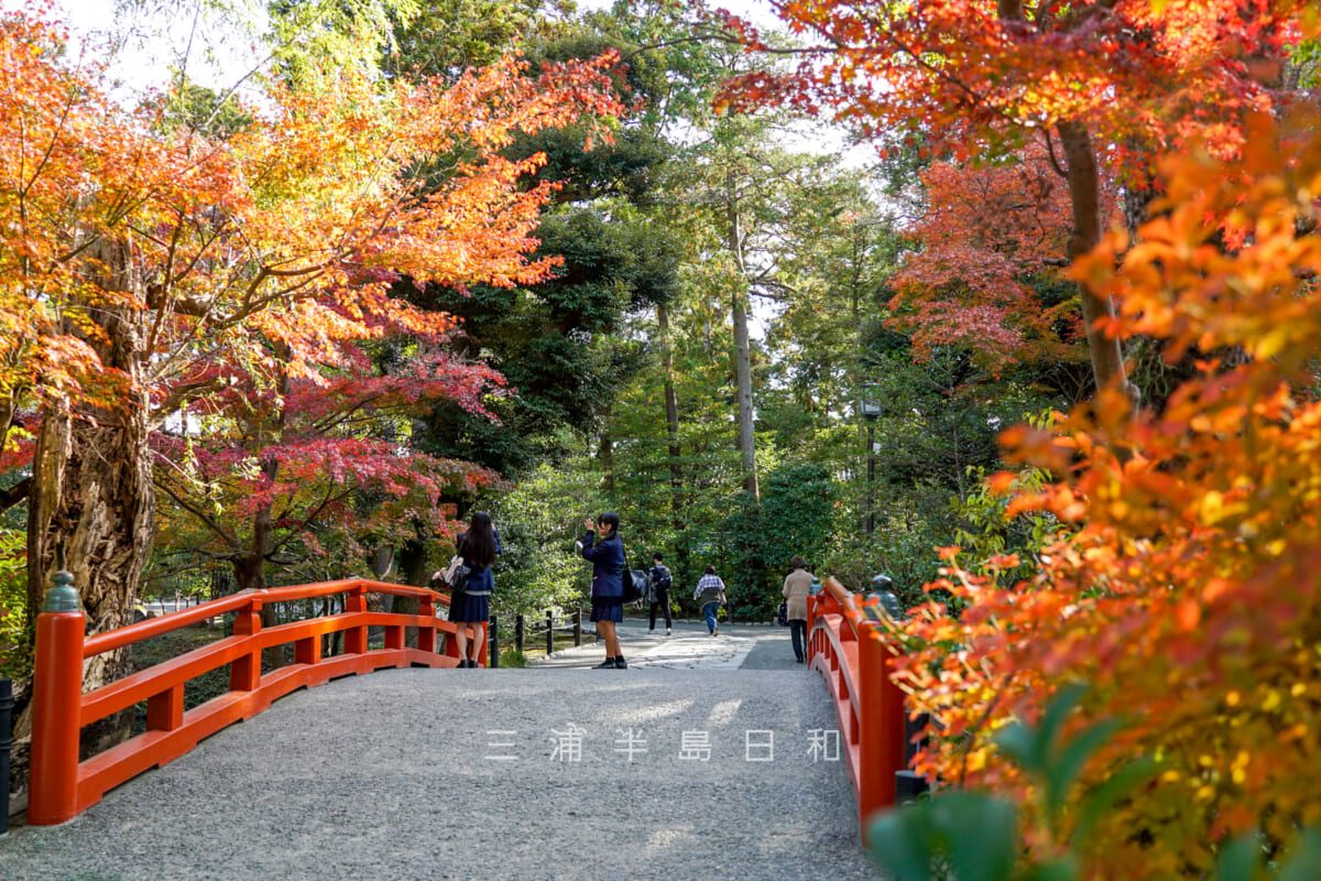 鶴岡八幡宮・柳原神池の紅葉（撮影日：2024.12.11）