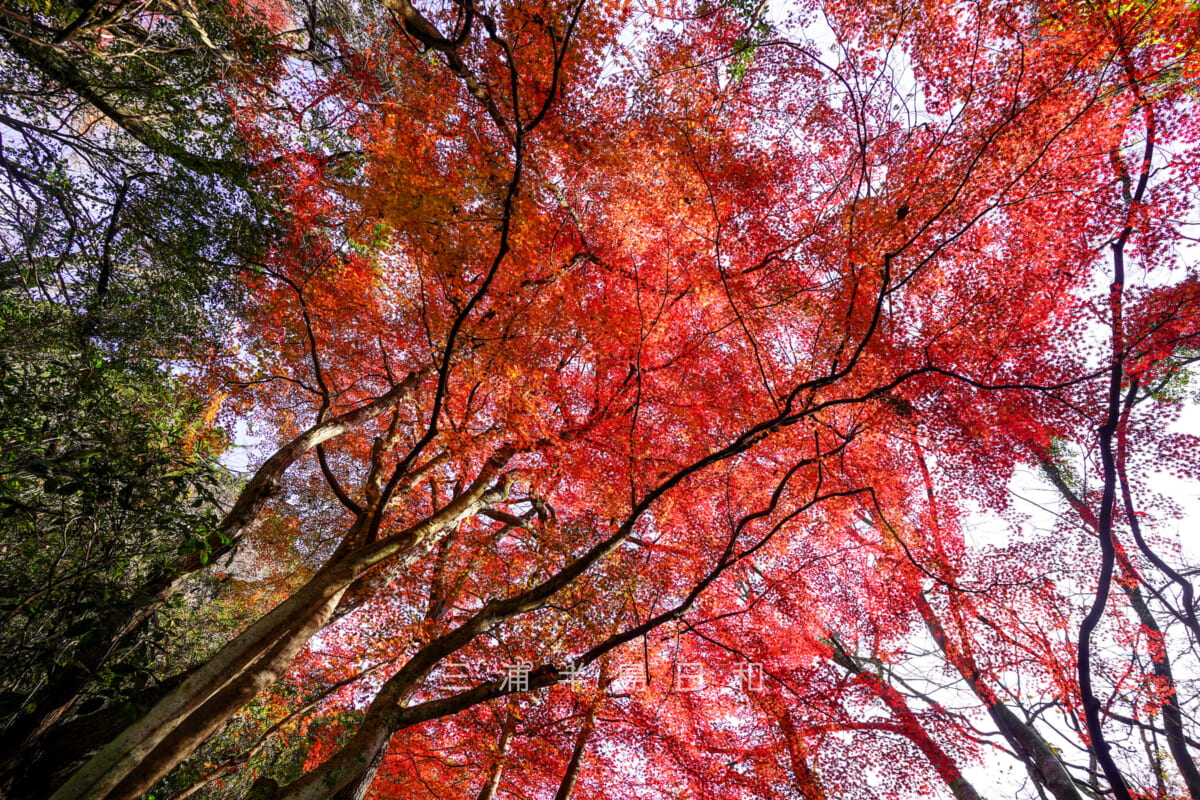 紅葉ヶ淵・晩秋のモミジを見上げる（撮影日：2024.12.18）