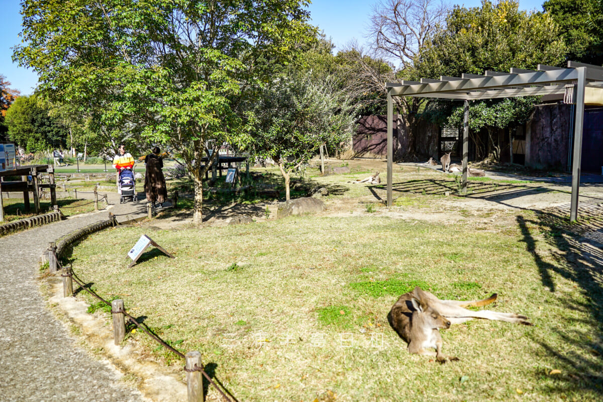 金沢動物園・オセアニア区-オオカンガルーのウォークスルー展示（撮影日：2024.11.29）