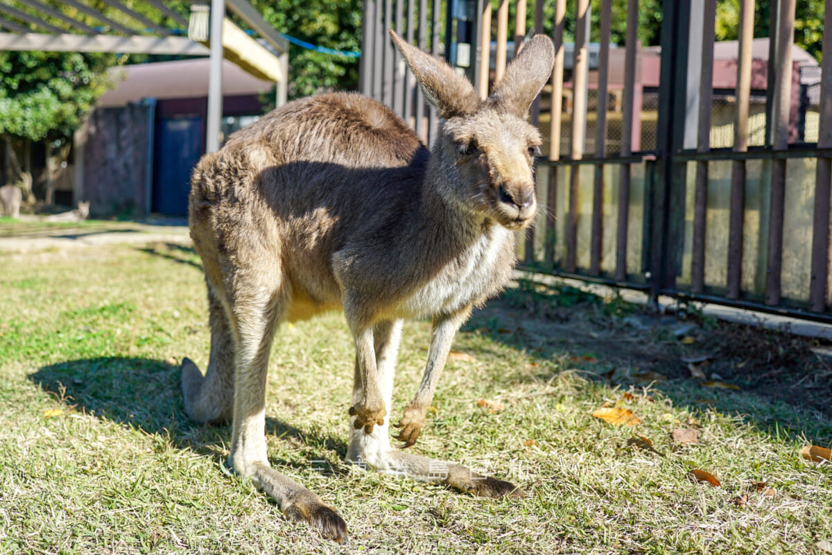 金沢動物園・オセアニア区-間近で見られるウォークスルー展示のオオカンガルー（撮影日：2024.11.29）