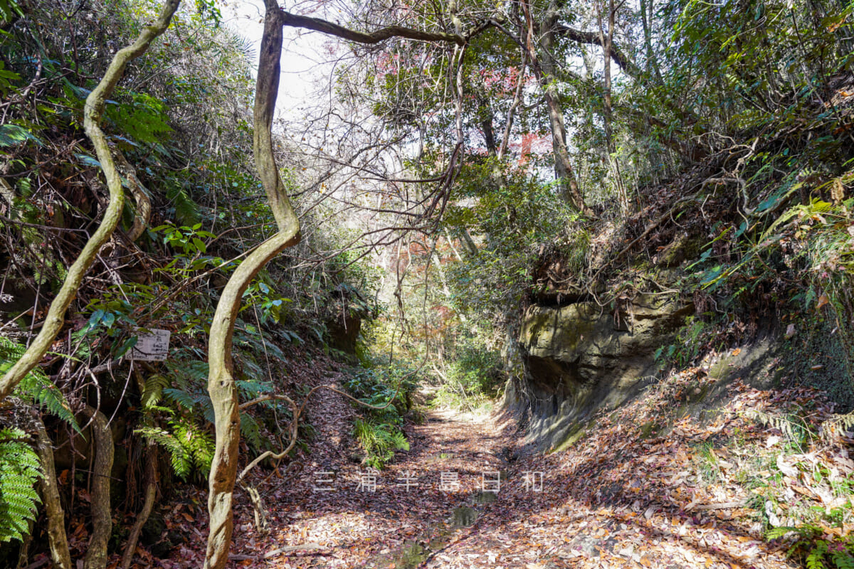 紅葉ヶ淵・天園ハイキングコース（天園～瑞泉寺）、吉沢川源流方面を望む（撮影日：2024.12.18）