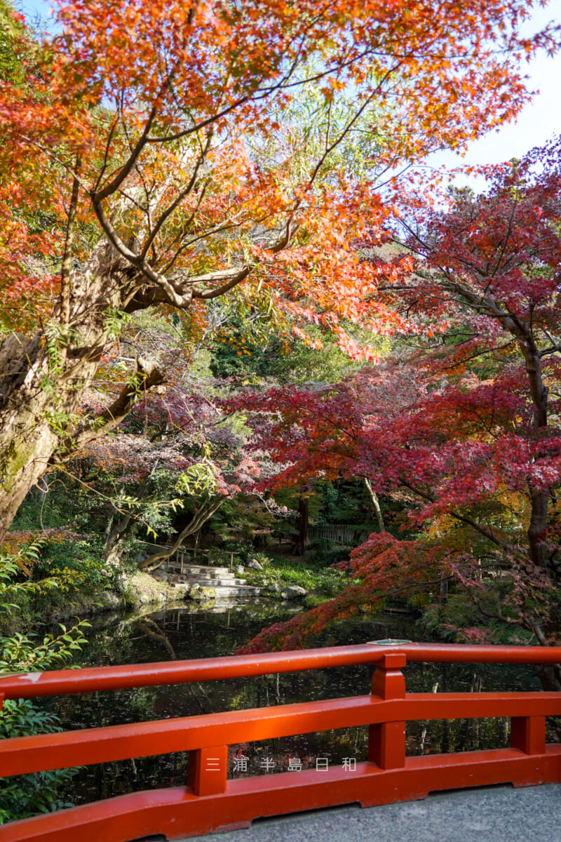 鶴岡八幡宮・柳原神池の紅葉（タテ）（撮影日：2024.12.11）