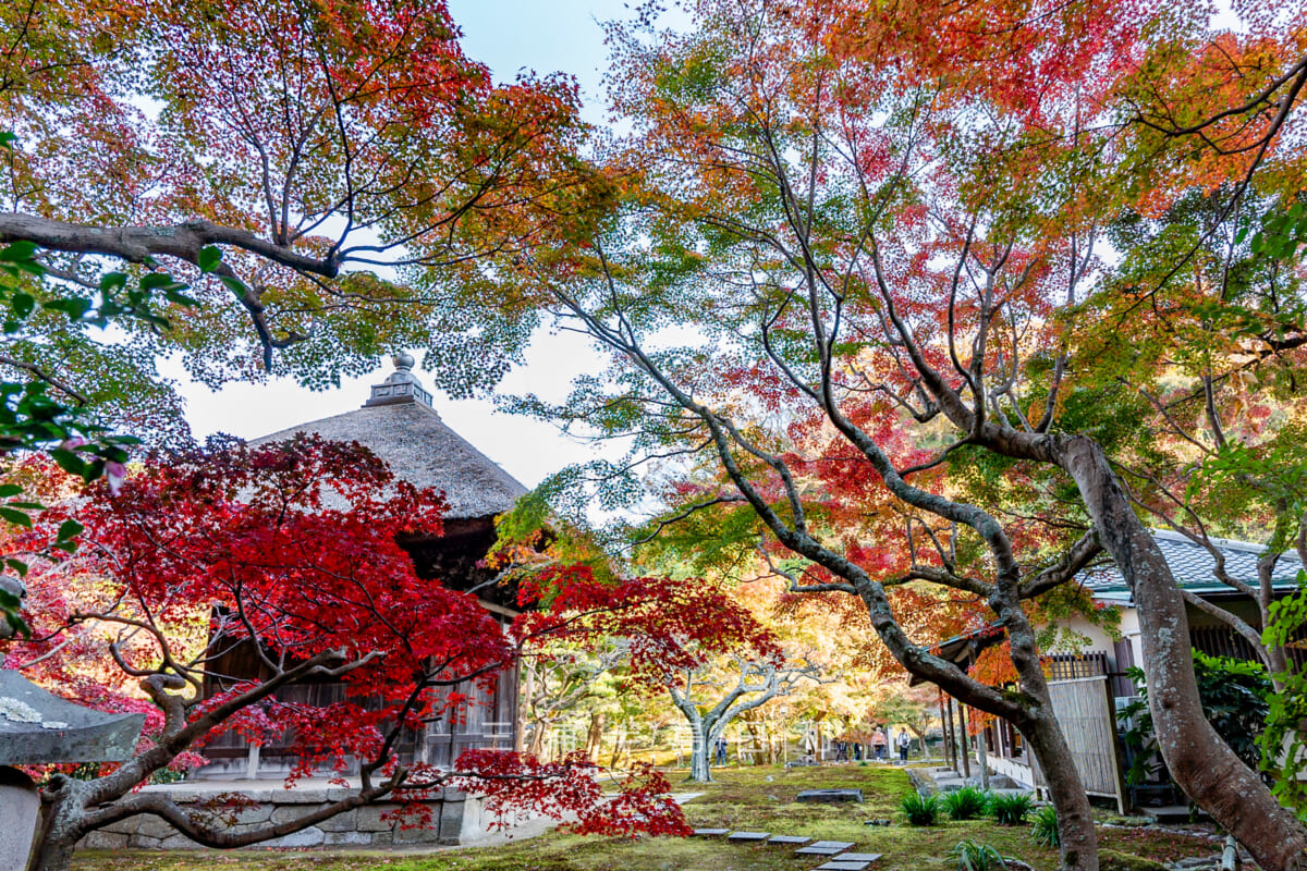 長寿寺・観音堂の裏の紅葉（撮影日：2024.12.06）