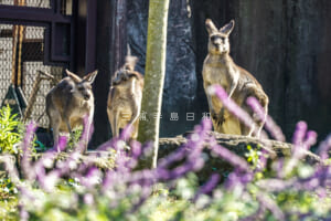 金沢動物園・オセアニア区-オオカンガルーを遠方から望む（撮影日：2024.11.29）