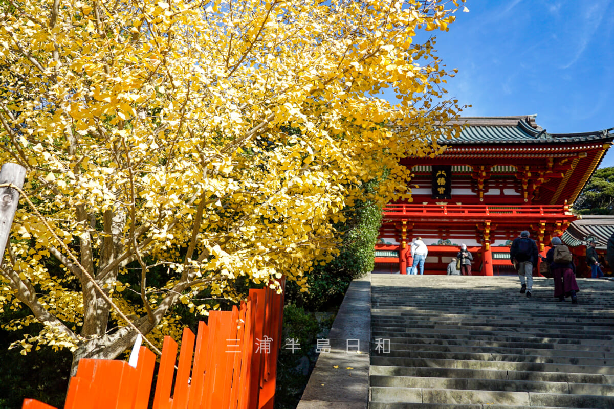 鶴岡八幡宮・大石段の親子銀杏（子）（撮影日：2024.12.11）