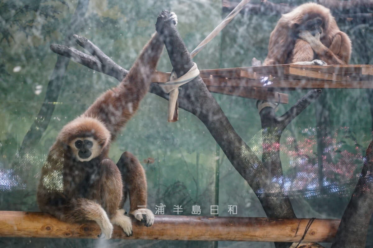 金沢動物園・ユーラシア区-シロテテナガザル（撮影日：2024.11.29）