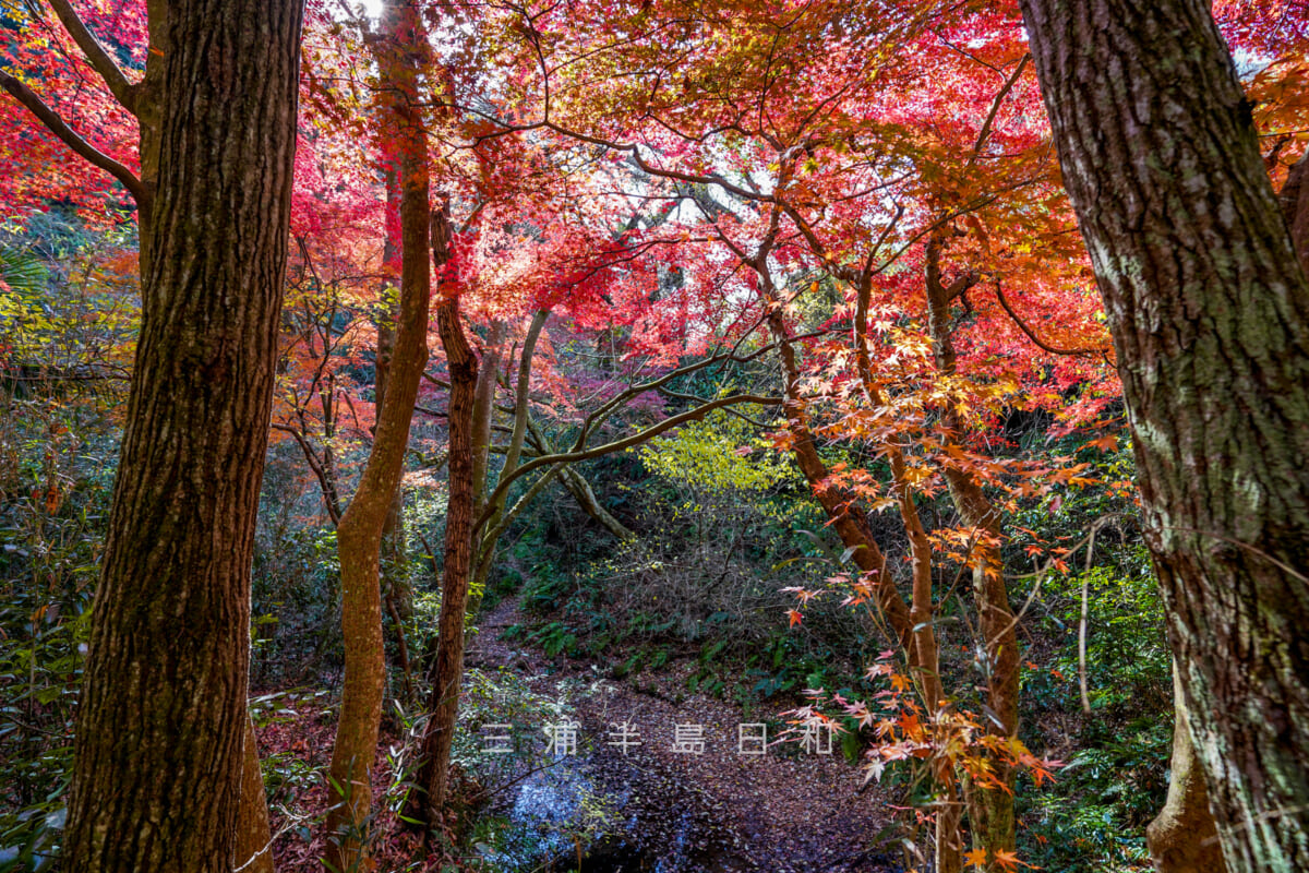 紅葉ヶ淵・モミジ越しに晩秋の吉沢川渓流を見下ろす（撮影日：2024.12.18）