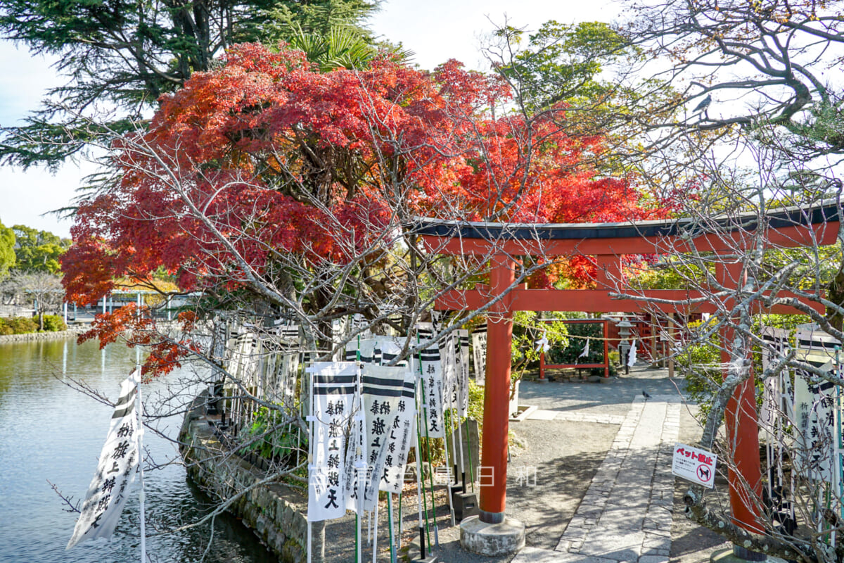 鶴岡八幡宮・源氏池-旗上弁財天社の紅葉（撮影日：2024.12.11）