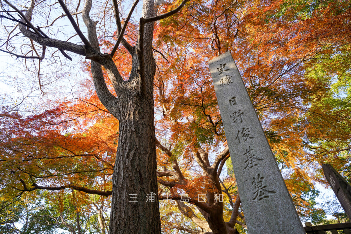 源氏山公園・「史跡日野俊基」石碑とモミジの紅葉（撮影日：2024.12.18）