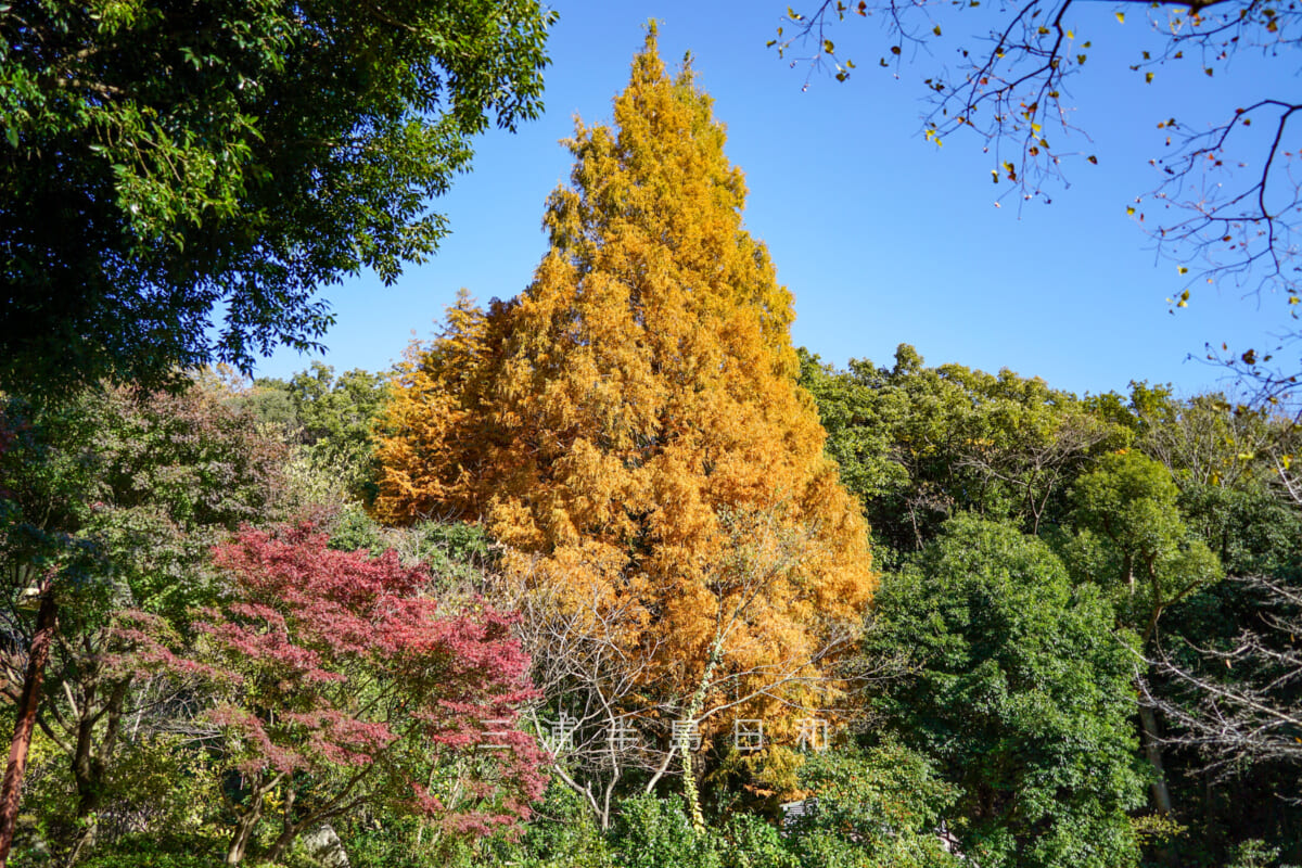 金沢自然公園・みずの谷のメタセコイアの紅葉（撮影日：2024.11.29）