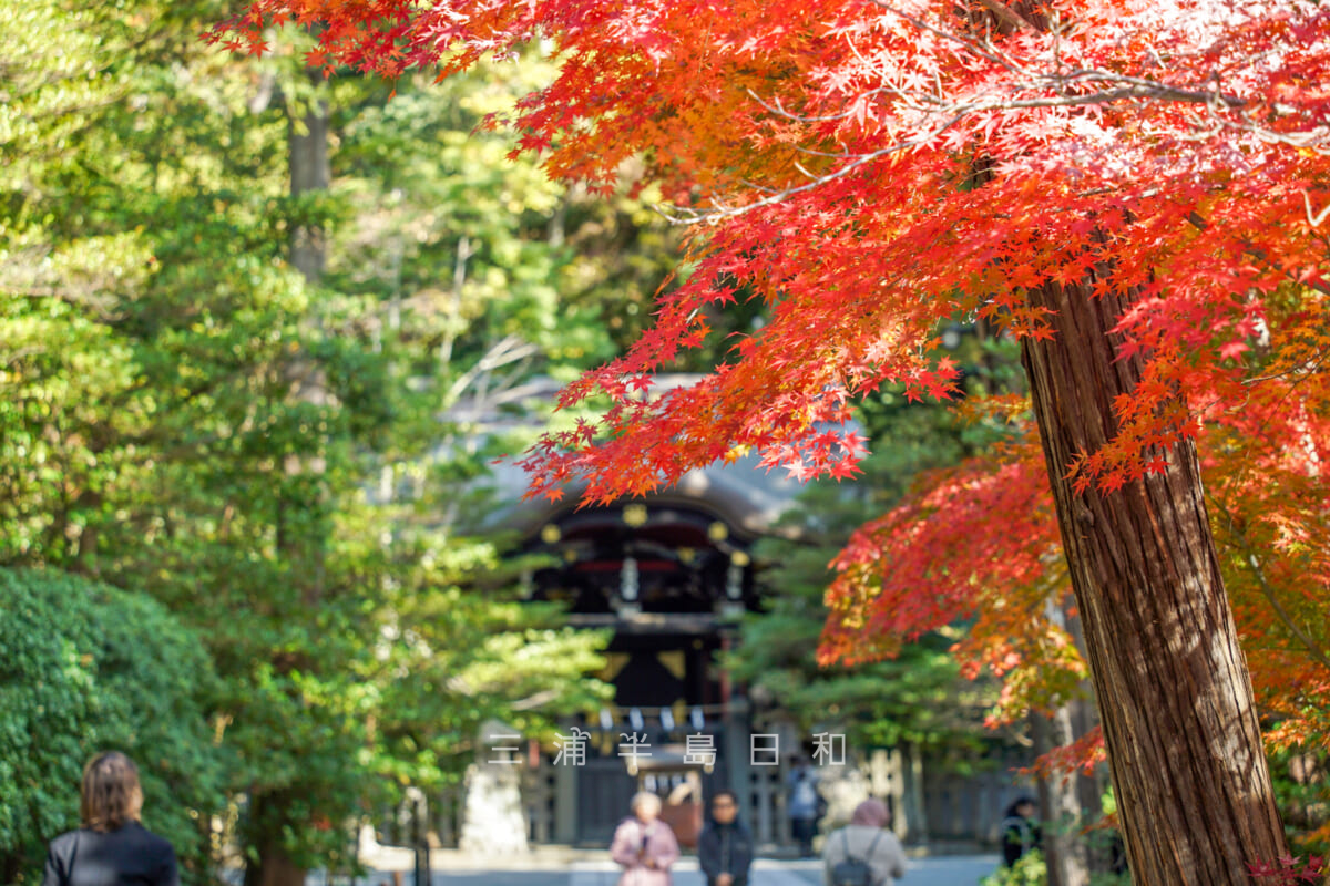 鶴岡八幡宮・鎌倉国宝館前のモミジから白旗神社を望む（撮影日：2024.12.11）