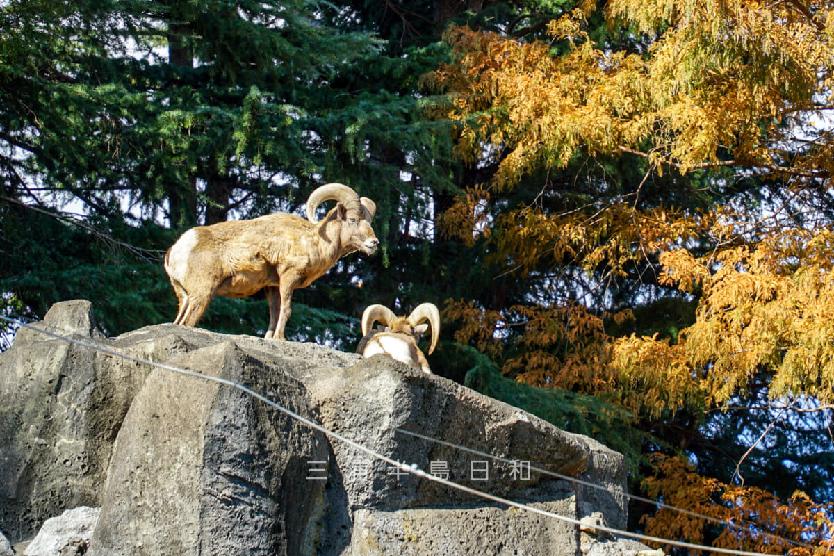 金沢動物園・アメリカ区-岩山の頂に立つオオツノヒツジ（撮影日：2024.11.29）