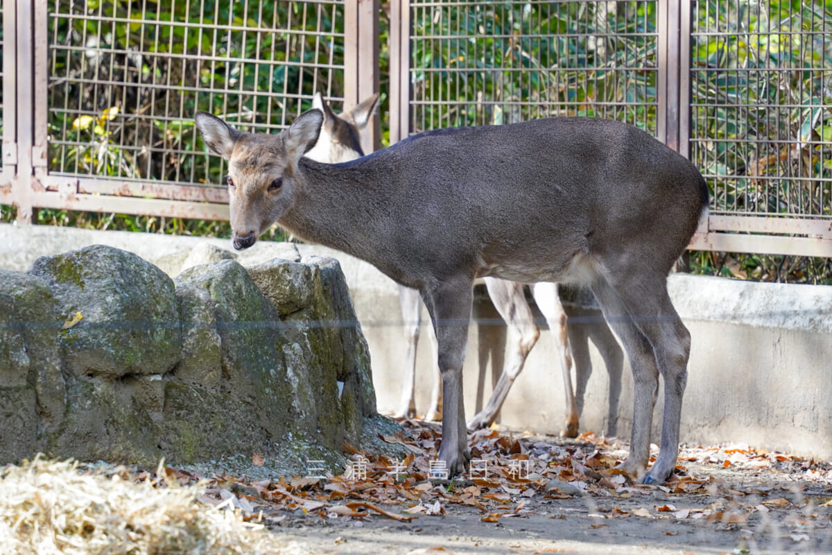 金沢動物園・ユーラシア区-ホンシュウジカ（撮影日：2024.12.05）