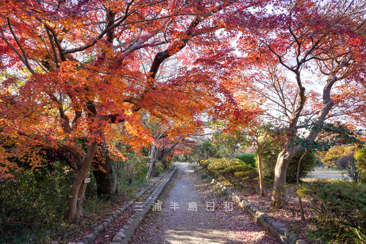 源氏山公園・源頼朝像前のモミジの紅葉（撮影日：2024.12.18）