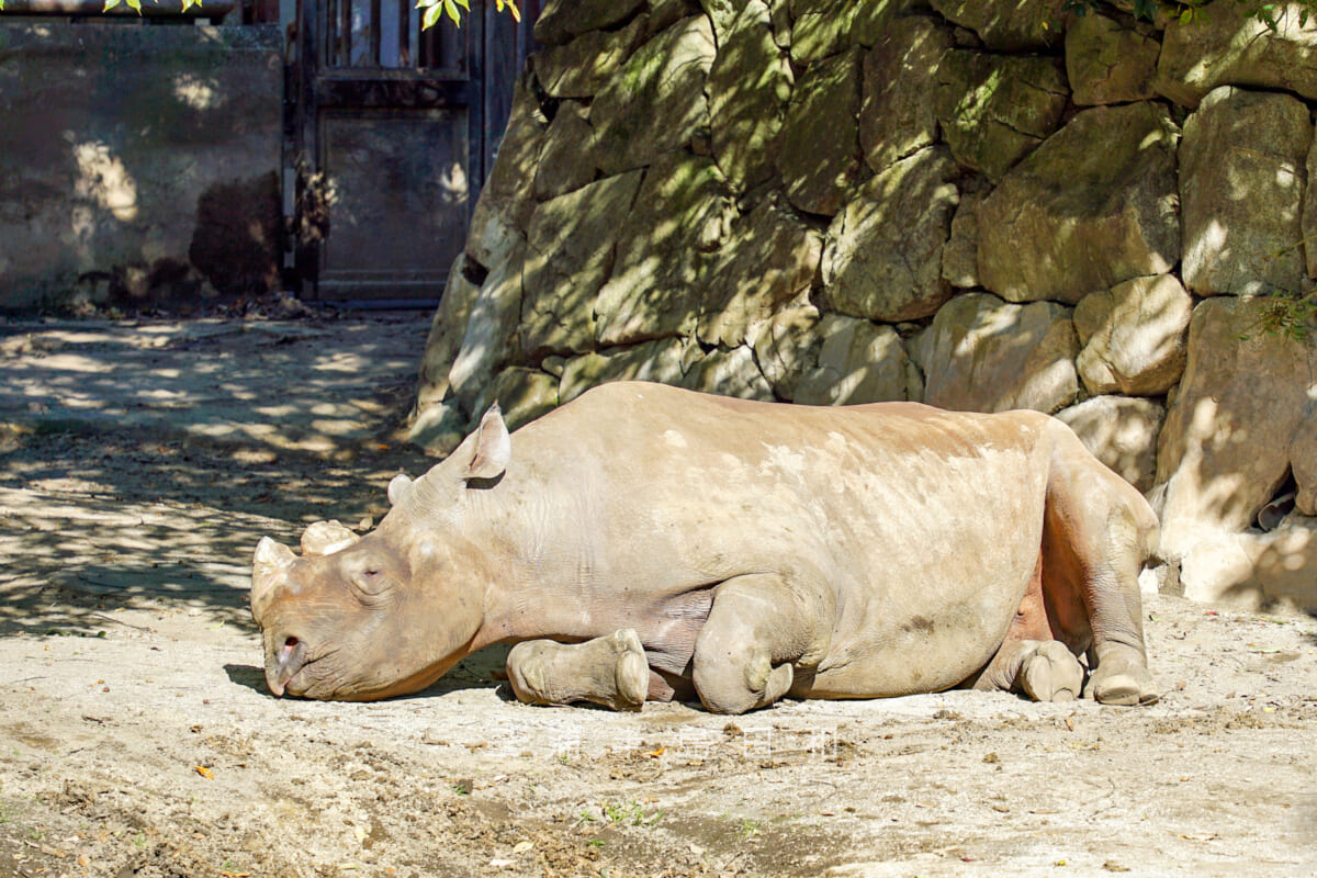 金沢動物園・アフリカ区-お昼寝中のヒガシクロサイ（撮影日：2024.11.29）