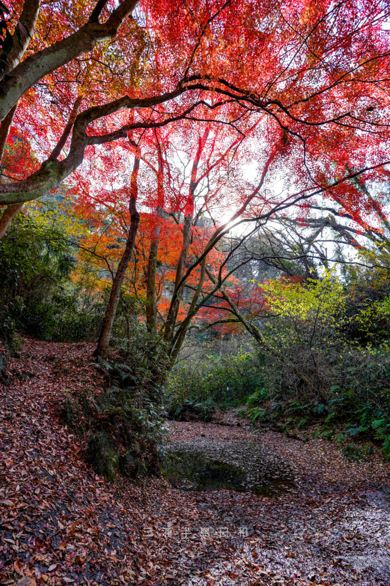 紅葉ヶ淵・晩秋の吉沢川渓流（タテ）（撮影日：2024.12.18）