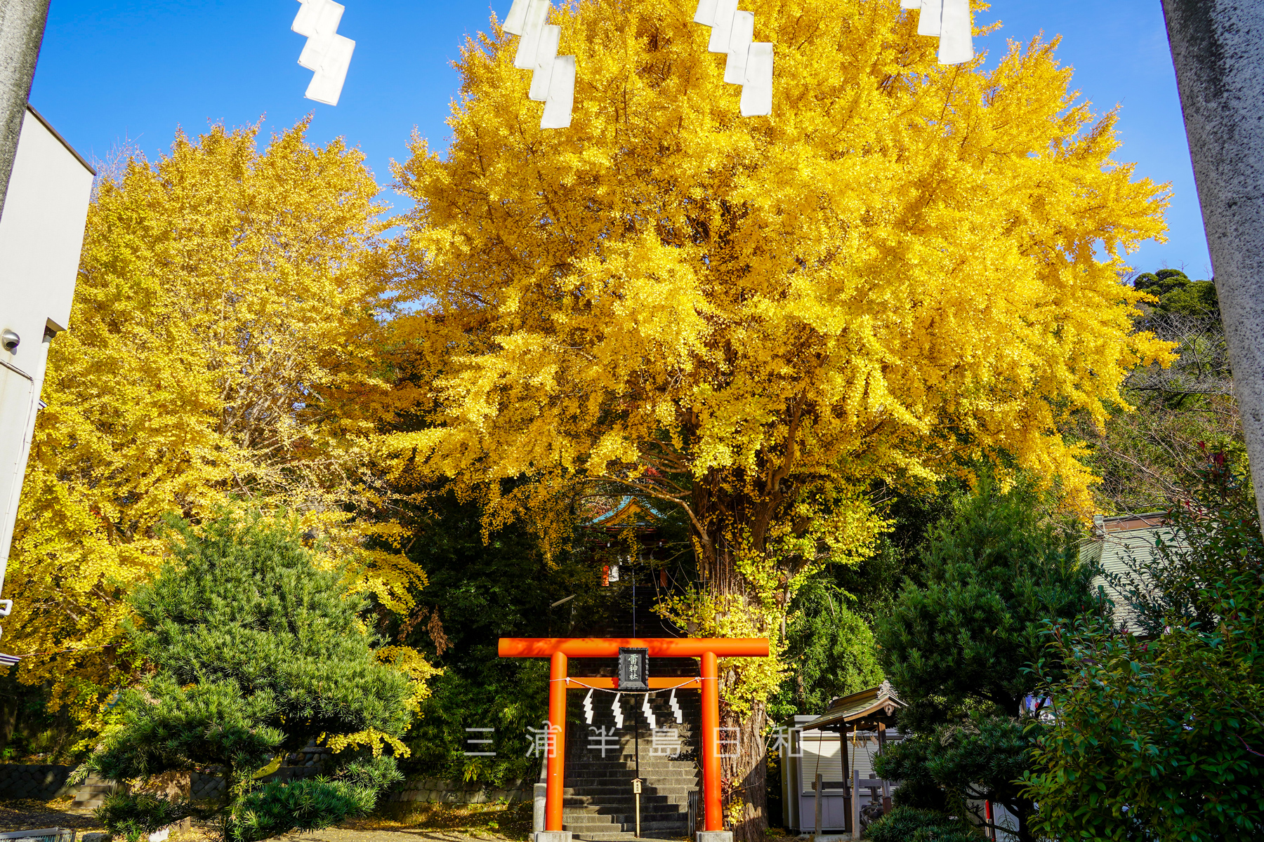 雷神社・大銀杏の黄葉（撮影日：2024.12.05）