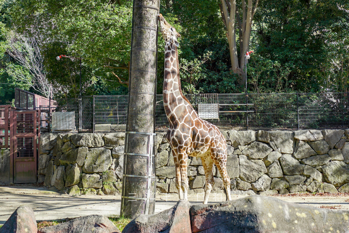 金沢動物園・アフリカ区-キリン（撮影日：2024.11.29）