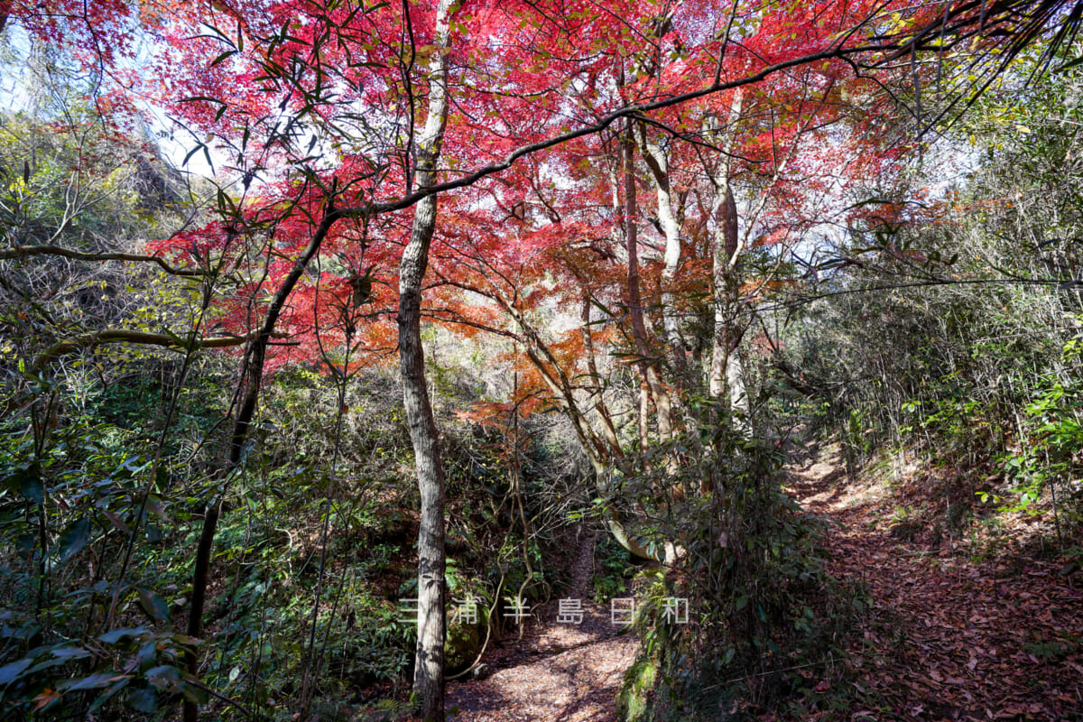 紅葉ヶ淵・天園ハイキングコース（天園～瑞泉寺）、吉沢川源流方面（中央奥）と鎌倉霊園方面（右上）の分岐（撮影日：2024.12.18）