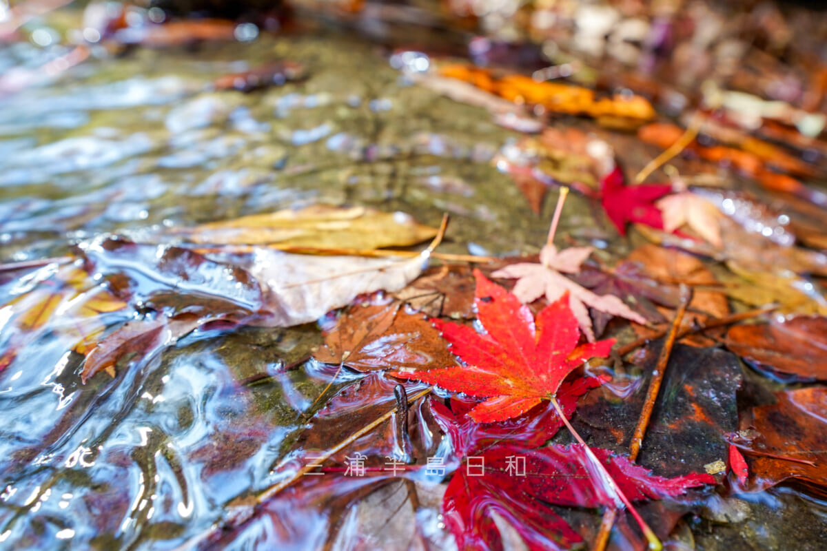 紅葉ヶ淵・吉沢川に落ちたモミジの葉（撮影日：2024.12.18）