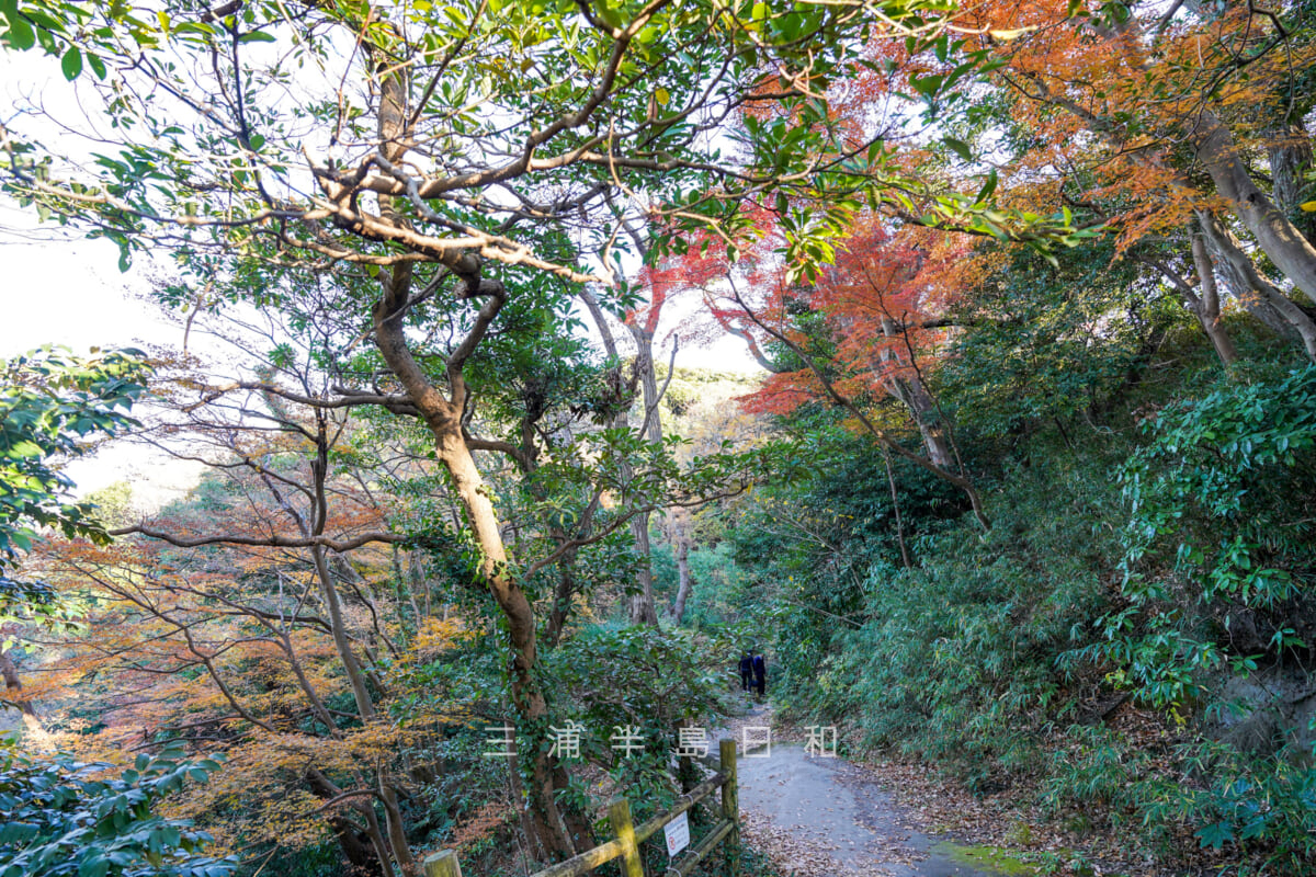 仮粧坂・頂上付近のモミジの紅葉（撮影日：2024.12.18）