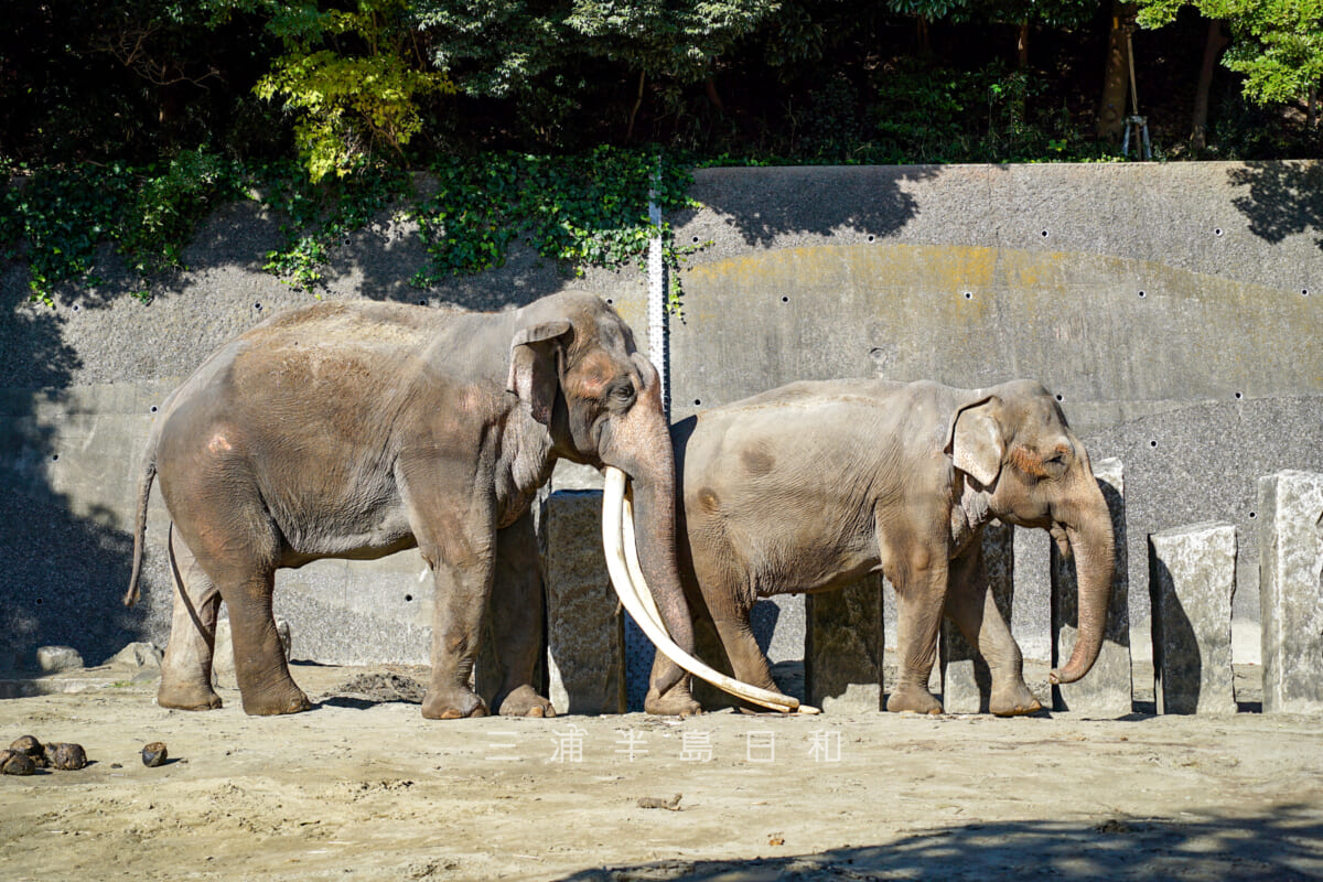 金沢動物園・ユーラシア区-インドゾウ（撮影日：2024.11.29）